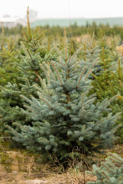 Świerk srebrny keybab 130-160cm w jucie