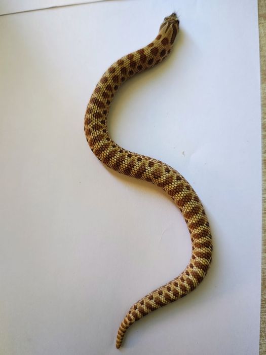 Heterodon zachodni