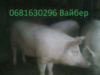Продам 5-х свиней на мясо весом 150 -180 кг