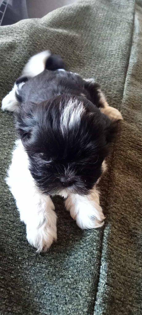 Shih-tzu szczeniak z rodowodem