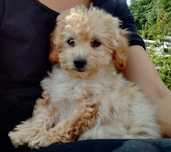 Maltipoo F1B suczka bardzo kochana oddana rodzice przebadani