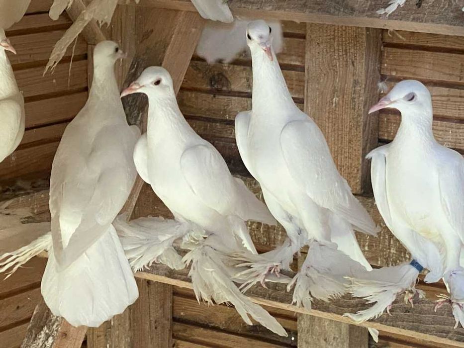 Dolnośląski biały łapciaty bocian