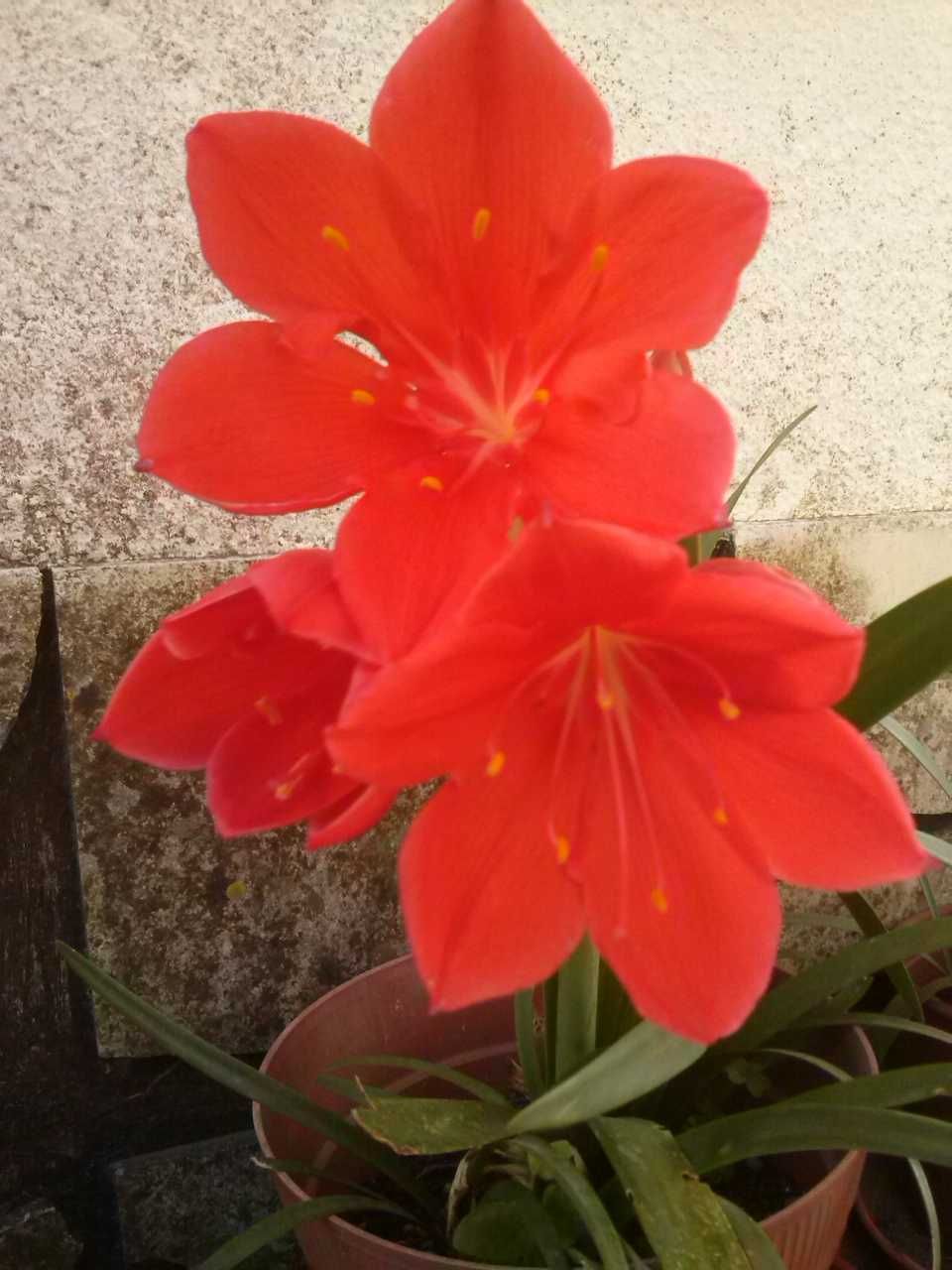 Flores -  Bulbo  de Palmas - 
Palmeira jardim