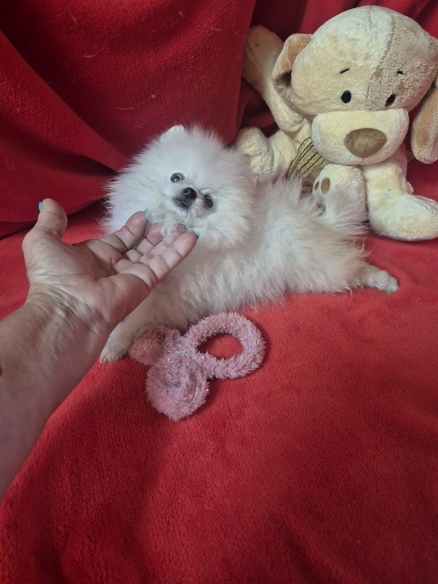 Spitz Alemão Anão Fêmea Mini Com LOP e Afixo Criadora Registada PT 308