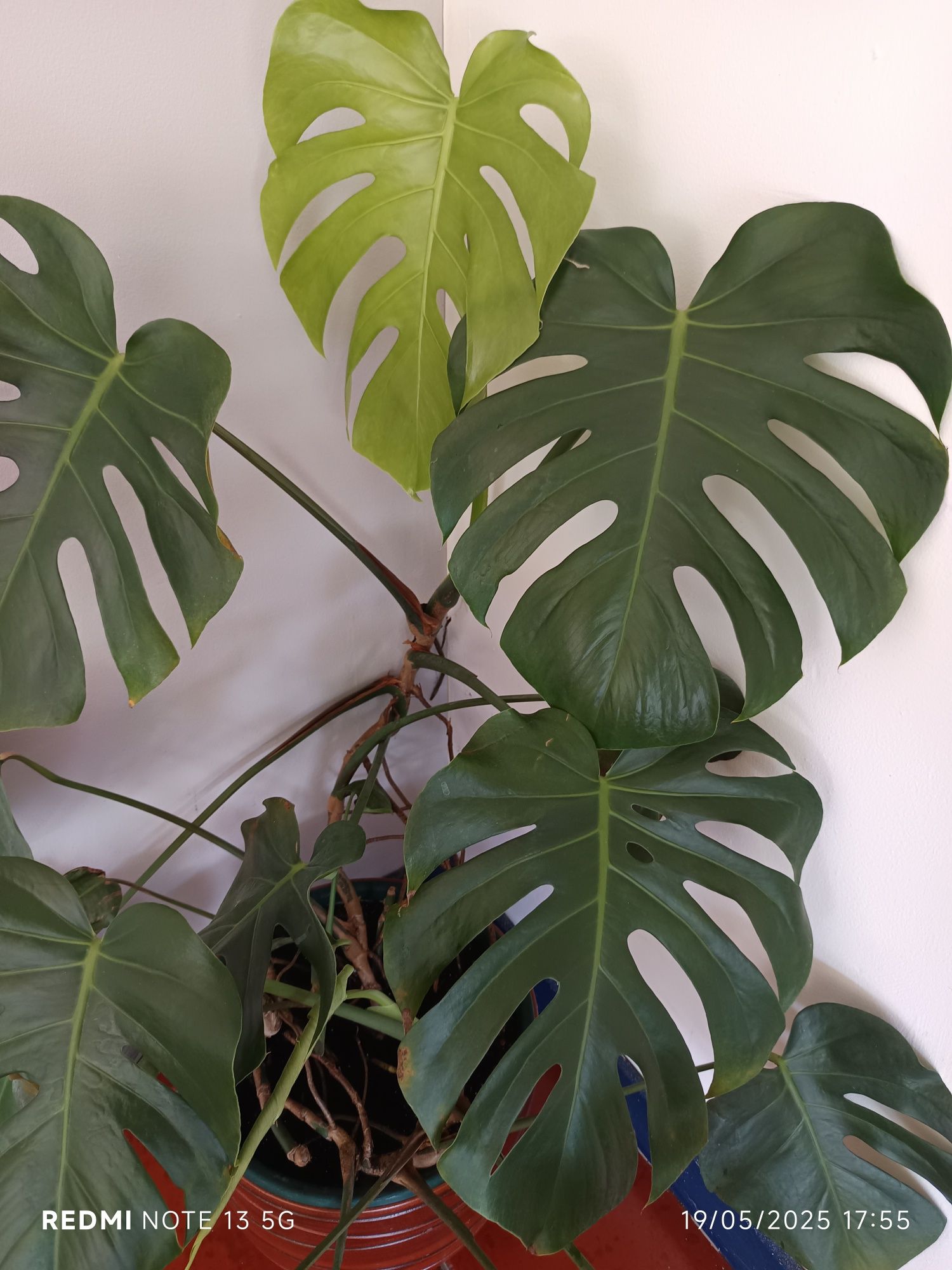 Planta Costela de Adão