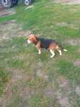 Beagle tricolor suczka