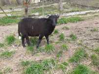 Sprzedam baranka 50% dorper