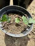 Hera planta trepadeira