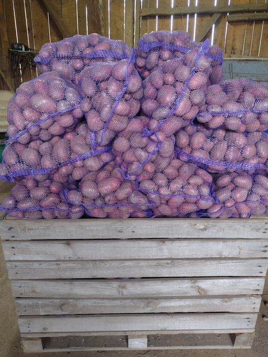 Ziemniaki Baltic Rose  sprzedam