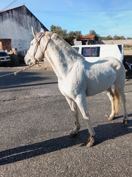 Vendo ou troco muito lindo
