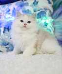Urocza kotka Ragdoll seal bicolor lynx,  rodowód FPL