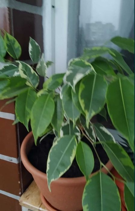 Кімнатні рослини в асортименті