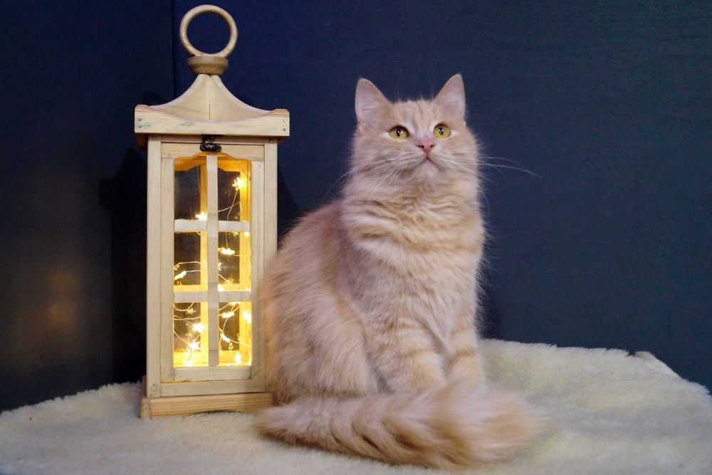 Гармонійна парочка котиків чекають на свою  родину