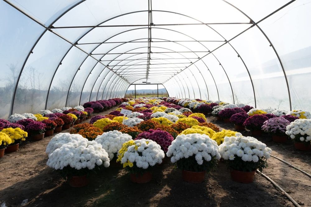 Chryzantemy Producent