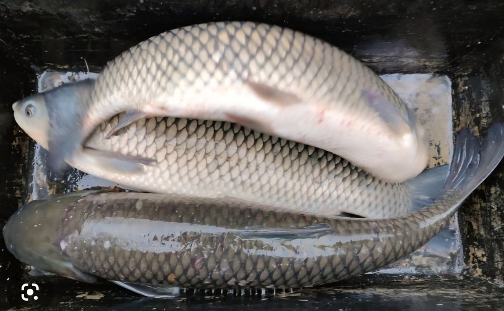 Karp żywy Wigilijny, Amur