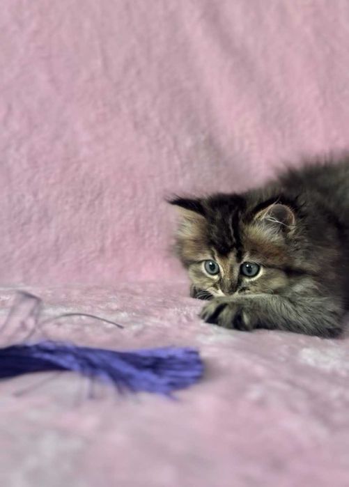 Кошеня - золота британська дівчинка