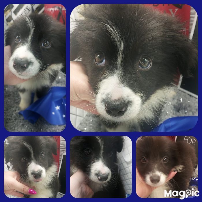 + + + piesek + + + border collie  * badania