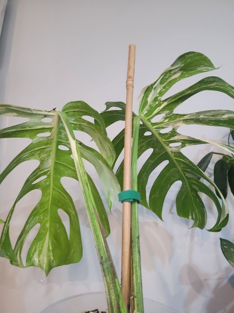 Monstera Variegata duza forma/ukorzeniony szczyt