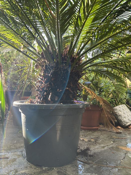 Cycas revoluta fantástica