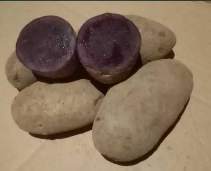 ziemniaki fioletowe truflowe odmiana Vitelotte wielkość sadzeniaka