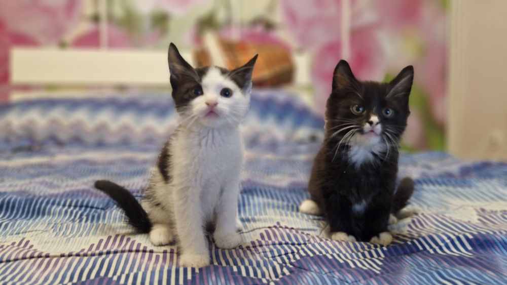 Віддам котика в добрі руки