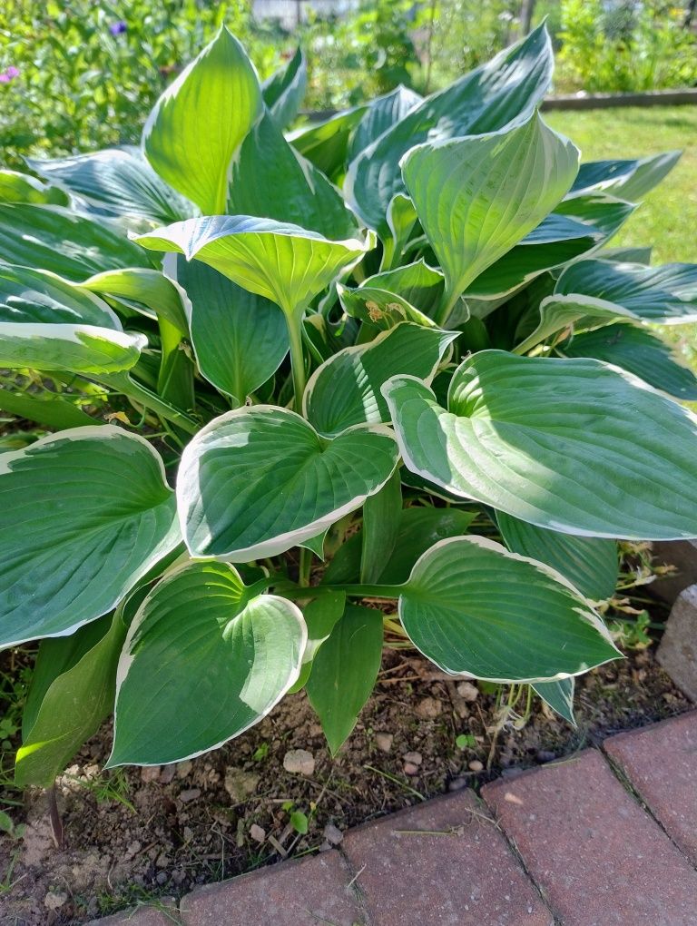 Funkia/hosta dwubarwna, zestaw 2 doniczek z roślinami