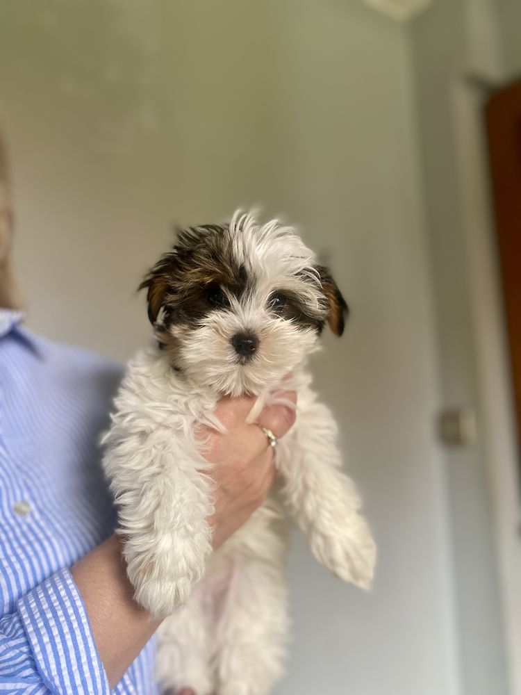 Yorkshire Terrier Biewer
