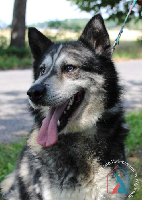 Pies Tero szuka domu