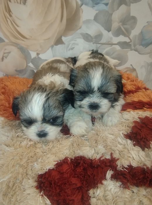 Sprzedam suczkę Shih TZU