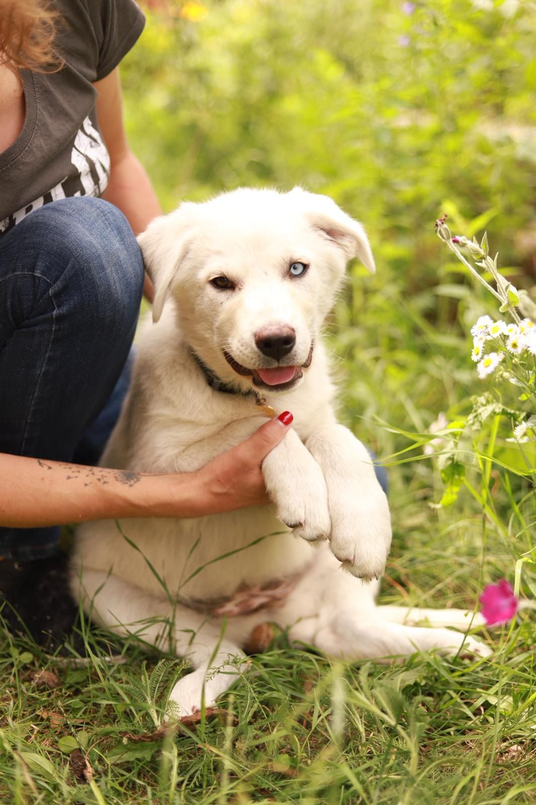 Urocza, biała suczka w typie rasy poleca się do adopcji