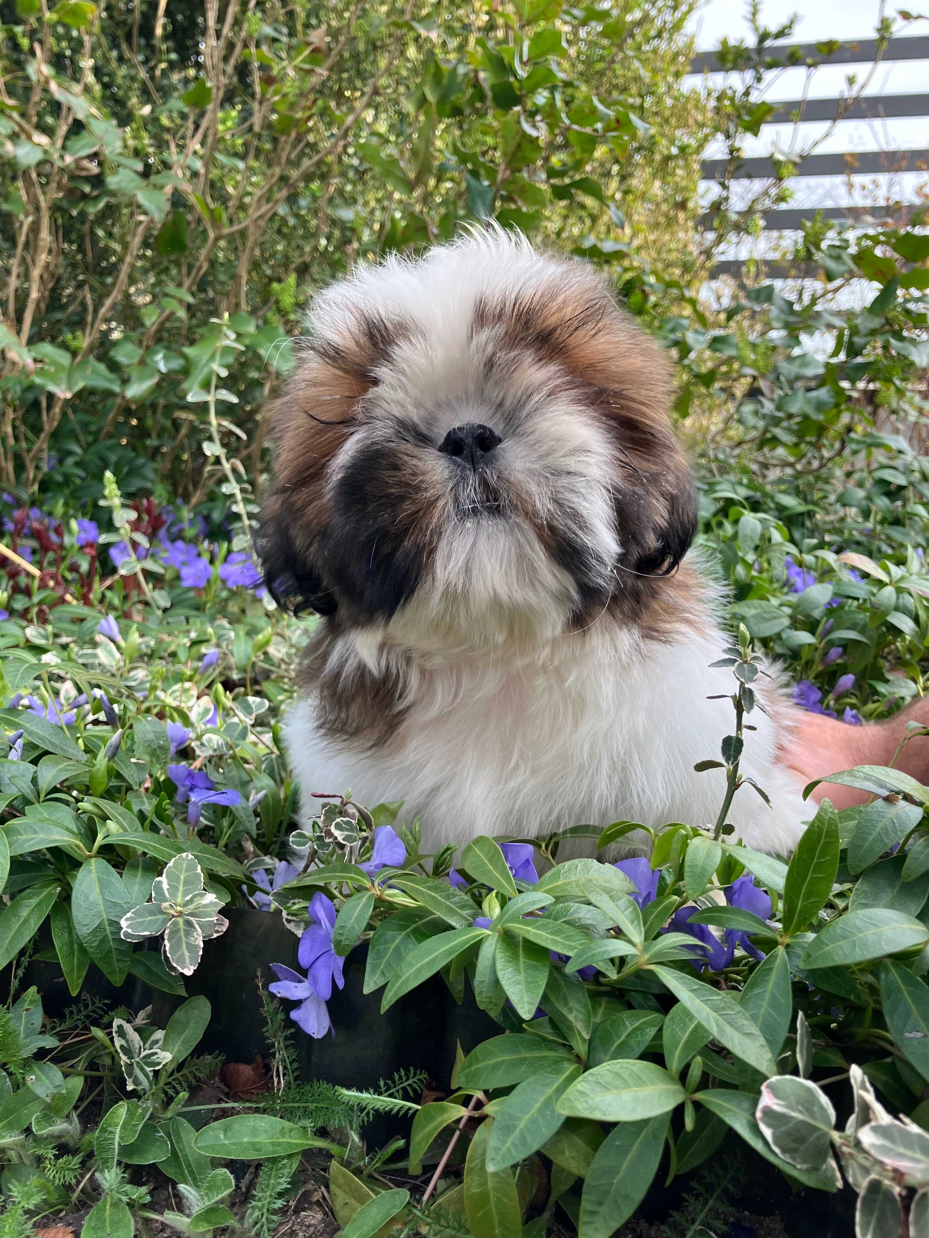 Śliczna biało-złota sunia shih tzu ZKwP