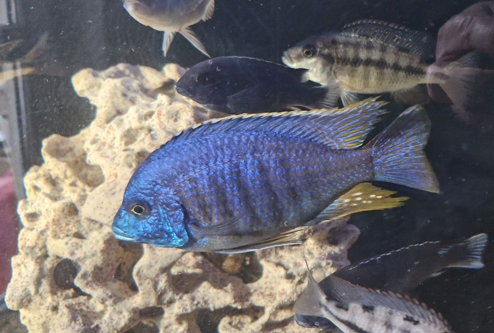 Placidochromis Jalo Reef piękne samce F2
