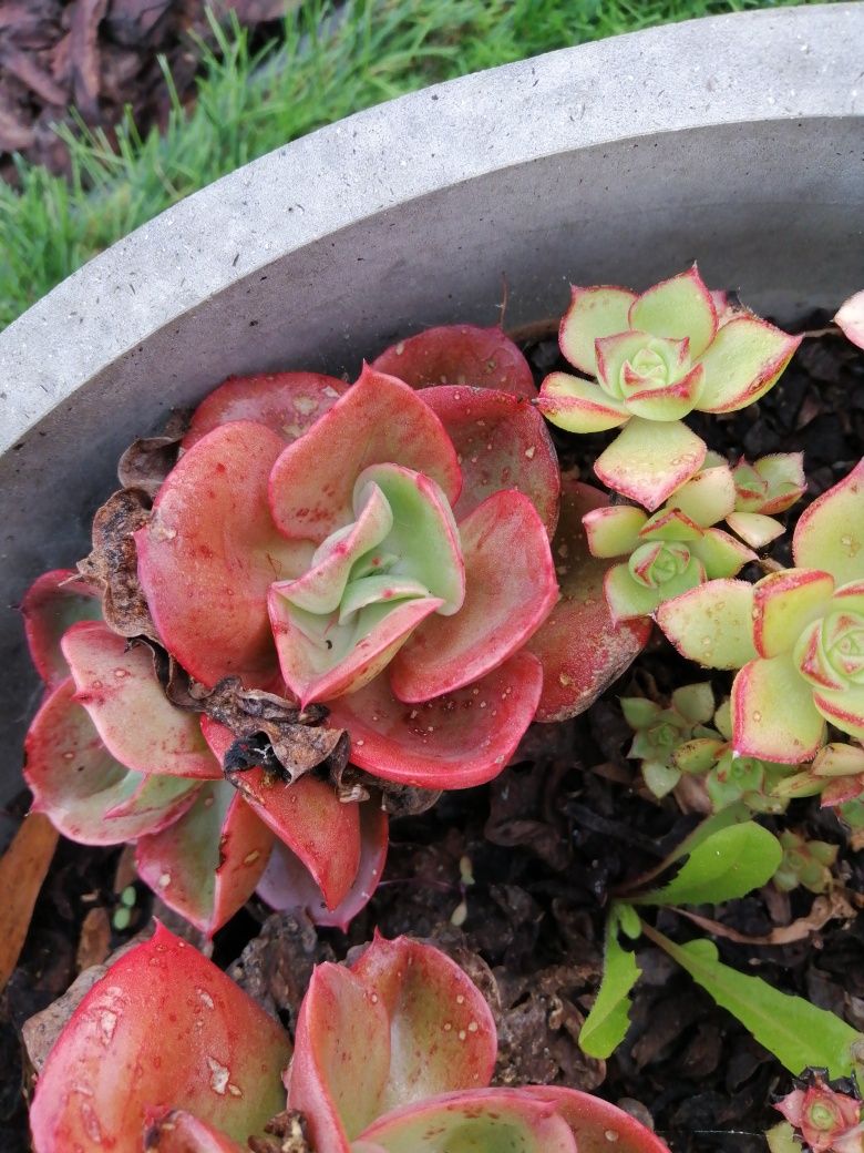 Suculentas (venda de pés da planta)