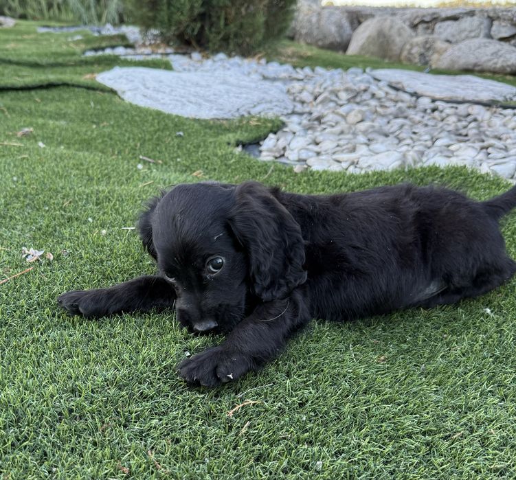 Cocker spaniel  maravilhosa