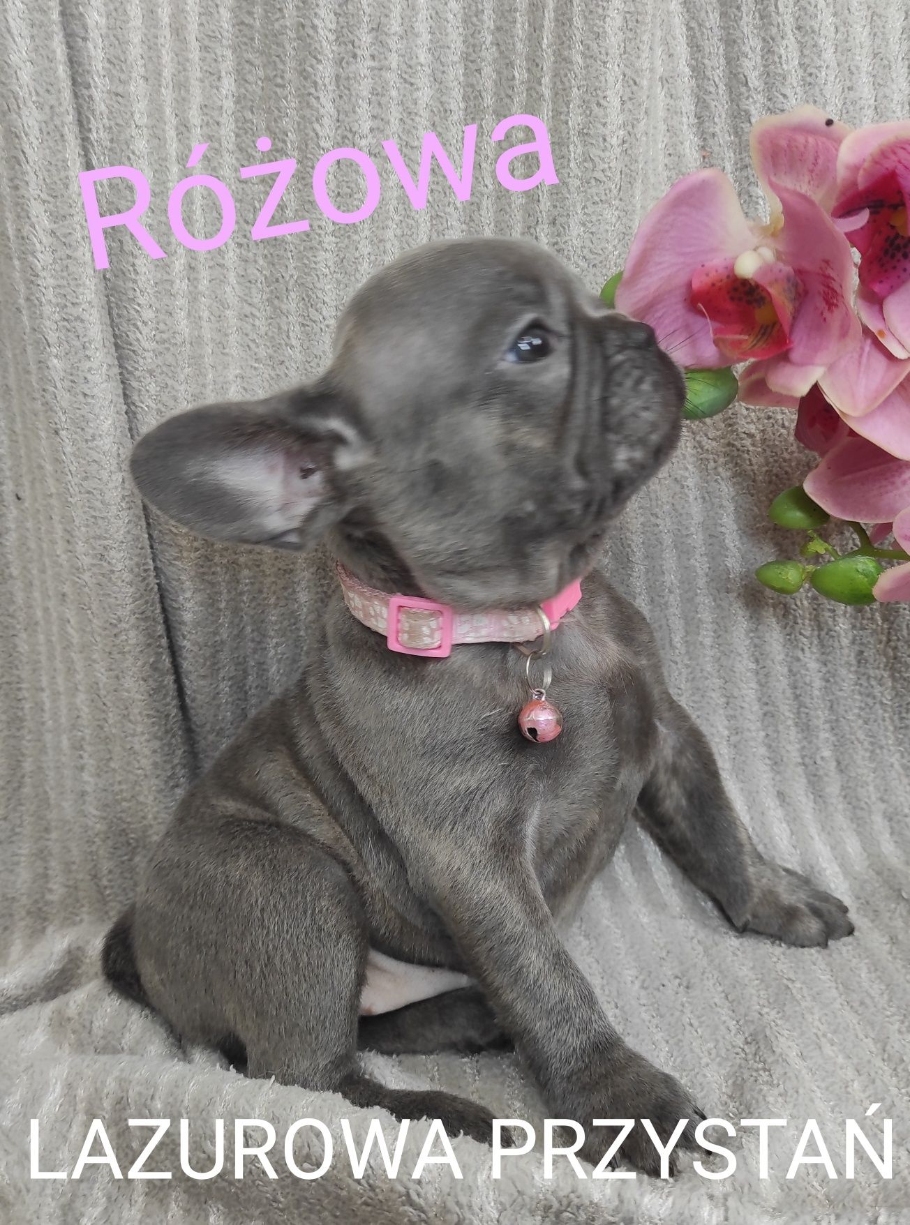 Buldog francuski blue, błękitny, niebieski, lilac
