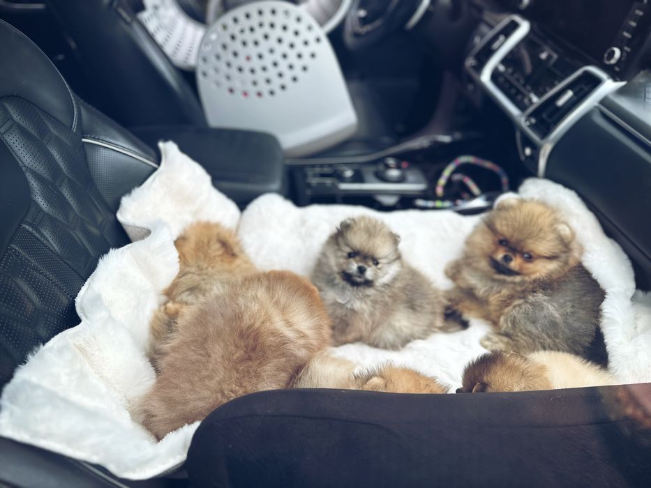 Szpic miniaturowy/pomeranian