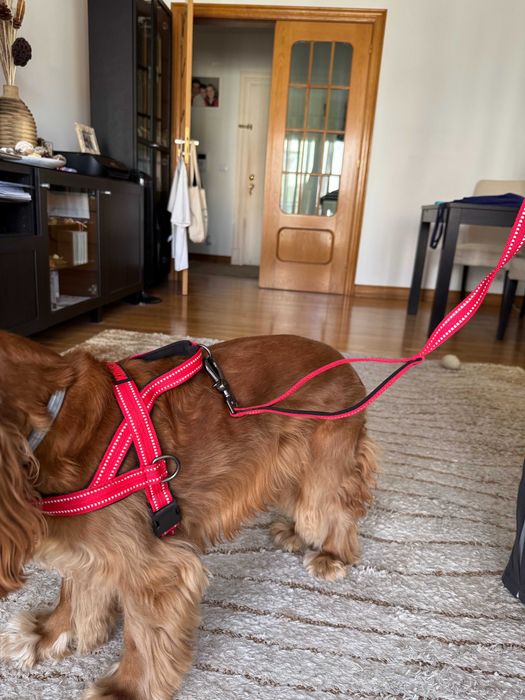 (NOVA) Trela KONG vermelha