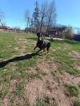 DIEGO – elegancki czarny doberman szuka domu!