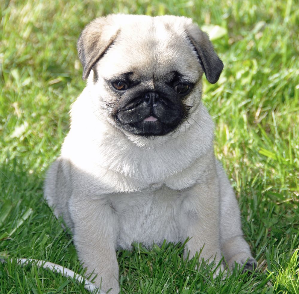 Mops dziewczynka  gotowa do odbioru  FCI ZKwP