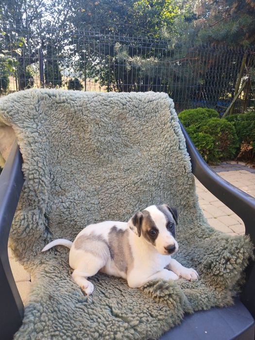 Chart Angielski Whippet śliczny piesek