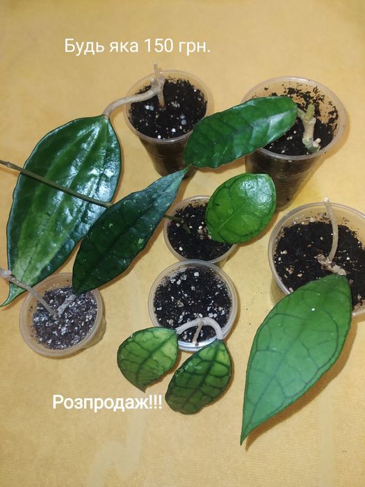 Хойї,пот офголд,сабах б'юті,фінлайсоніі,віллоза, інші ..