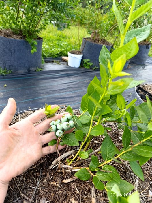 Продам 3 річні кущі лохини