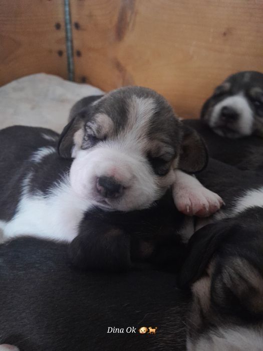 Дітки бігля, бронь