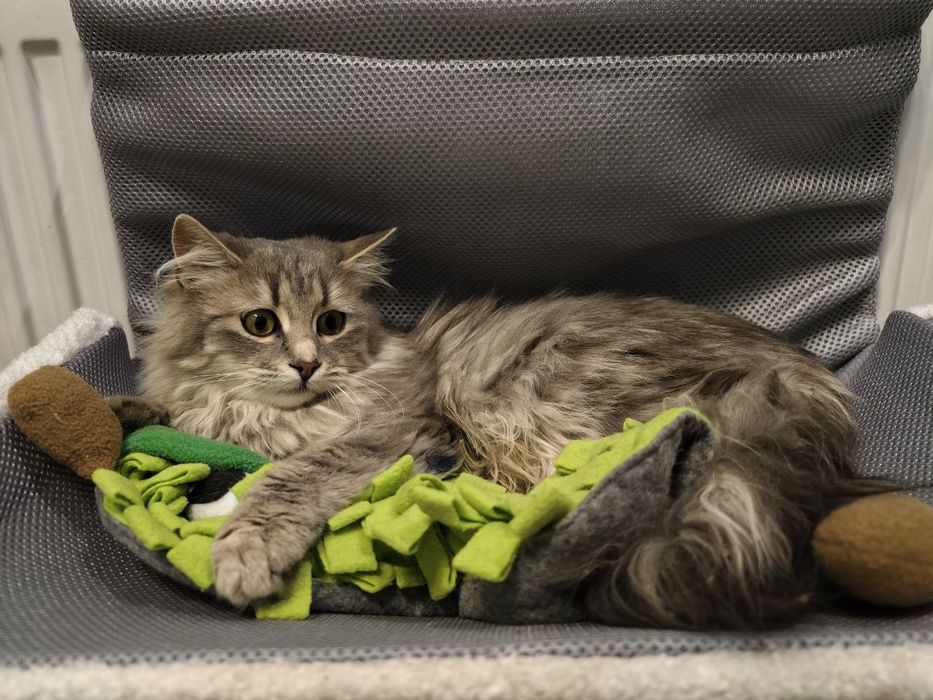 Кішечка 5 місяців чекає на свою домівку