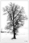 Plakat Drzewo / wydruk autorski A3+ pigment, papier ILFORD-Matt-235g