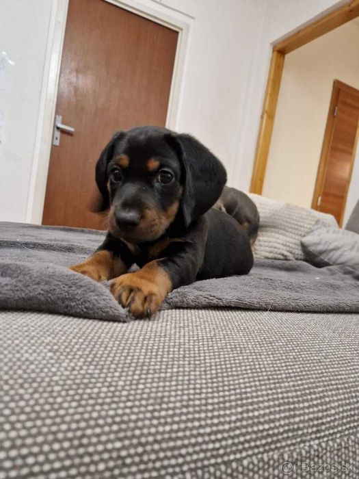 Teckel Miniatura - Progenitores com Despistes de Patologia Genética