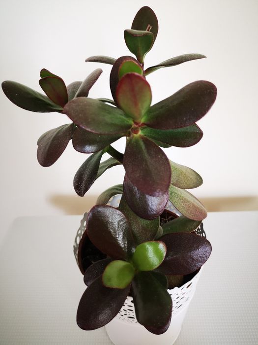 Drzewko szczęścia inaczej grubosz crassula