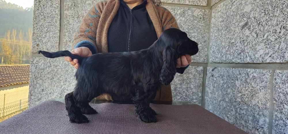 Cocker Spaniel Femea