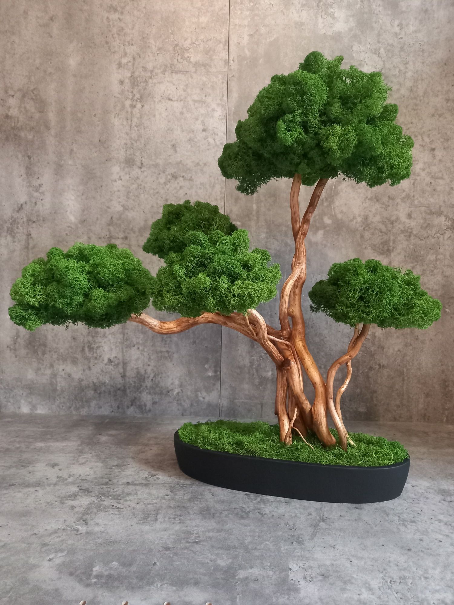 Drzewko Bonsai.50 cm.Prezent. Mech Chrobotek. Dekoracja wnętrz