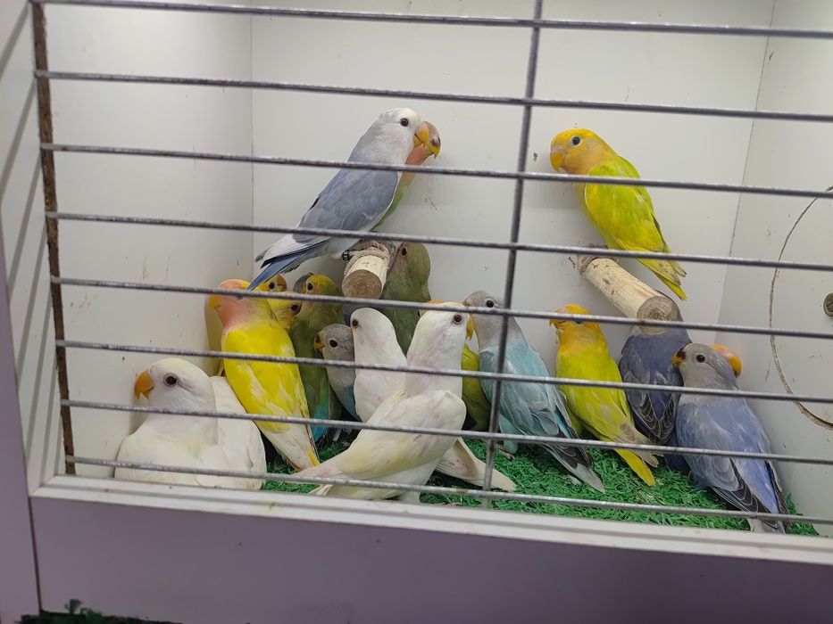 Papugi Papużki nierozłączki czerwonoczelne - młode 2025r